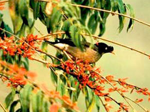 Bird watching trip in Nepal  » Click to zoom ->