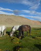 Nubra valley Tours 