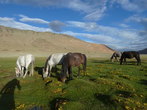 Nubra valley Tours   » Click to zoom ->