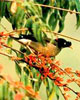 Bird watching trip in Nepal